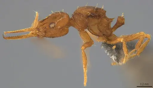 Strumigenys denticulata - DZUP556984