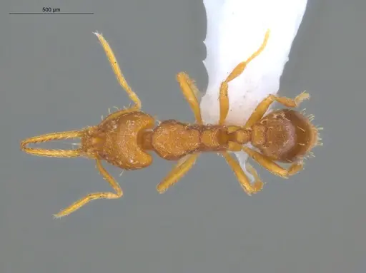 Strumigenys denticulata - ECOFOG-CRL20-0007-13