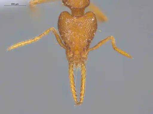 Strumigenys denticulata - ECOFOG-CRL20-0007-13