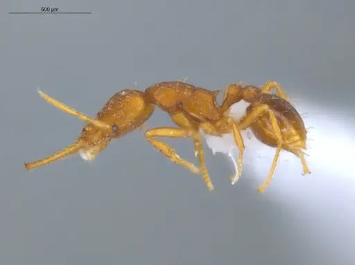 Strumigenys denticulata - ECOFOG-CRL20-0007-13