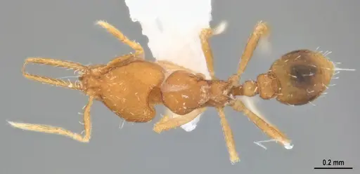 Strumigenys denticulata - MZSPHYM0140221