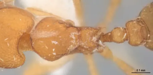 Strumigenys denticulata - MZSPHYM0140221