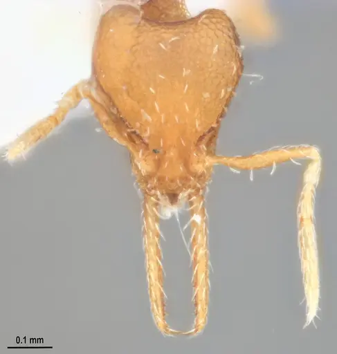 Strumigenys denticulata - MZSPHYM0140221