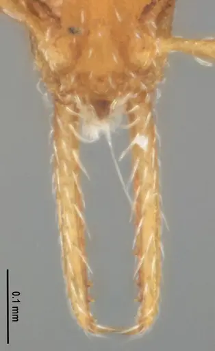 Strumigenys denticulata - MZSPHYM0140221