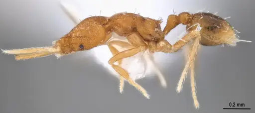 Strumigenys denticulata - MZSPHYM0140221