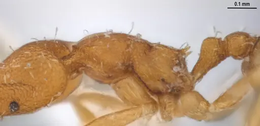 Strumigenys denticulata - MZSPHYM0140221