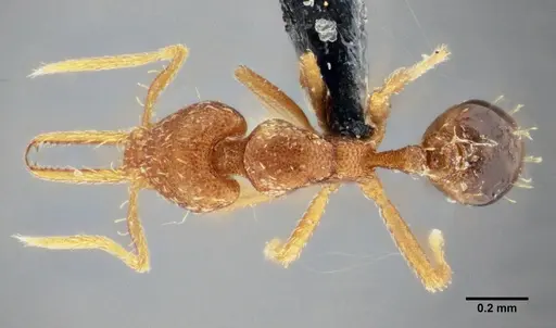 Strumigenys denticulata - UFV-LABECOL-000065