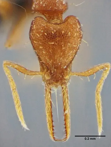 Strumigenys denticulata - UFV-LABECOL-000065