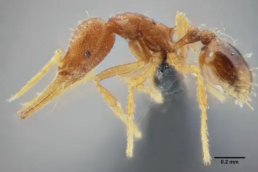 Strumigenys denticulata - UFV-LABECOL-000065