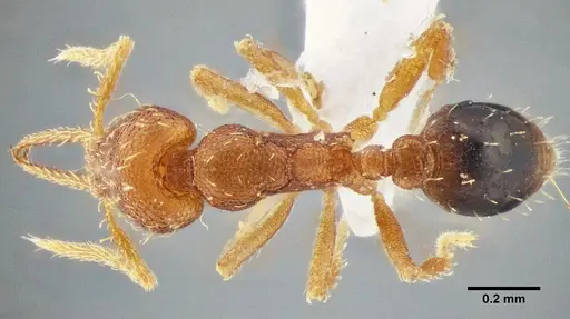 Strumigenys denticulata - UFV-LABECOL-000066