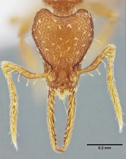 Strumigenys denticulata - UFV-LABECOL-000066