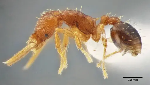 Strumigenys denticulata - UFV-LABECOL-000066