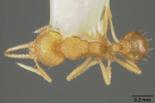 Strumigenys denticulata - USNMENT00442251