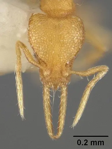 Strumigenys denticulata - USNMENT00442251