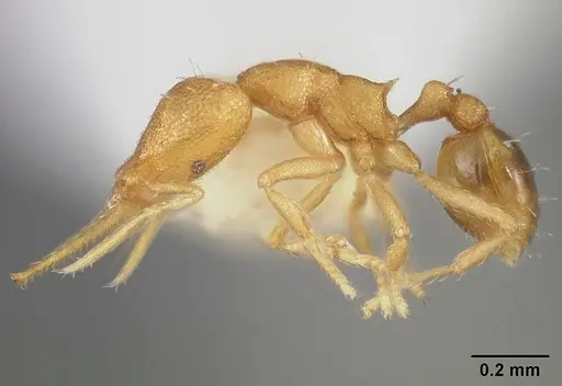 Strumigenys denticulata - USNMENT00442251