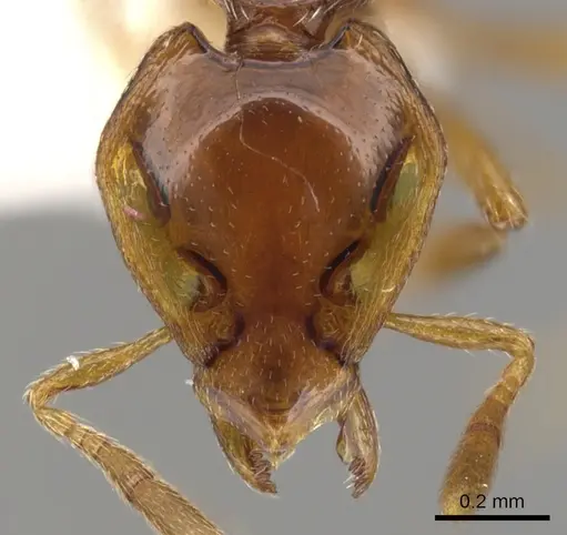 Strumigenys dentinasis specimen