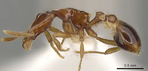 Strumigenys dentinasis specimen