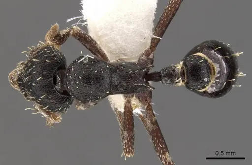 Strumigenys dentiscapa specimen