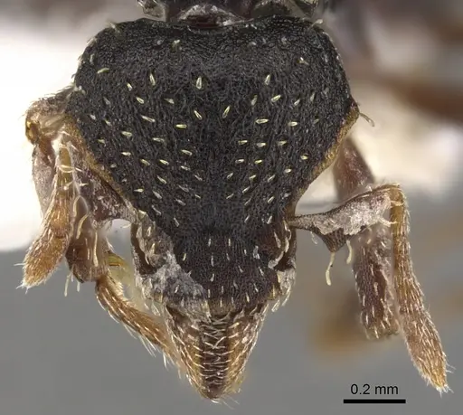 Strumigenys dentiscapa specimen