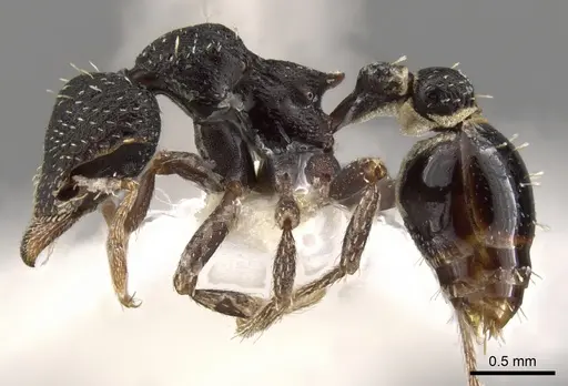 Strumigenys dentiscapa specimen