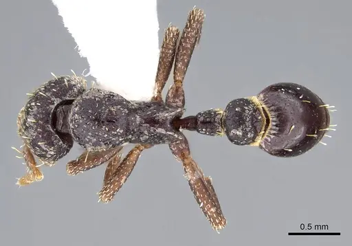 Strumigenys dentiscapa - CASENT0914623