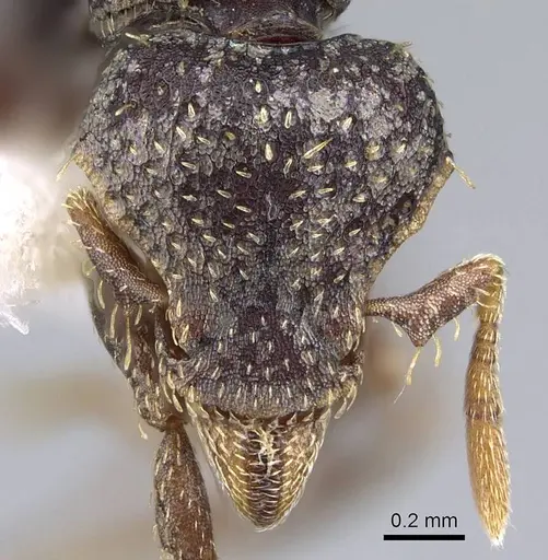 Strumigenys dentiscapa - CASENT0914623