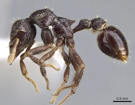 Strumigenys dentiscapa - CASENT0914623