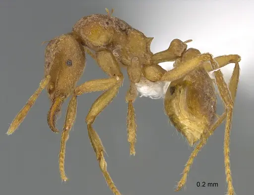 Strumigenys depilosa specimen