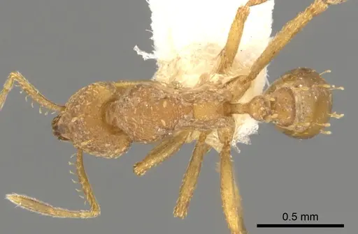 Strumigenys depilosa - CASENT0900059