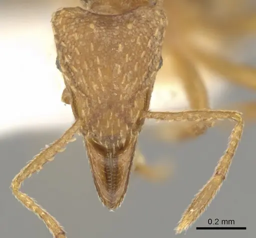 Strumigenys depilosa - CASENT0900059