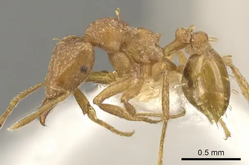 Strumigenys depilosa - CASENT0900059