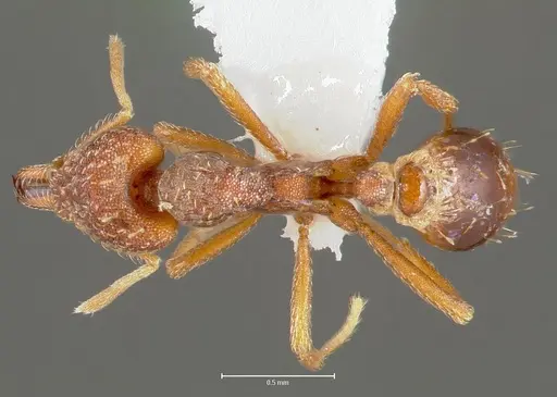 Strumigenys deverra specimen