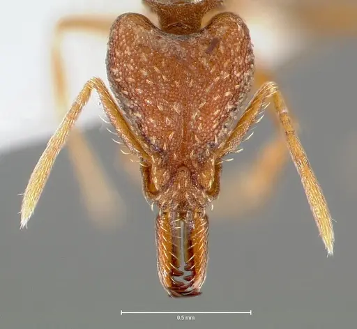 Strumigenys deverra specimen