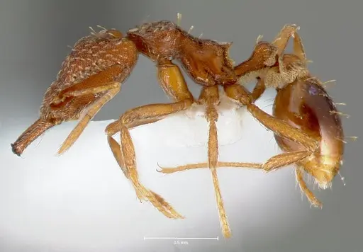 Strumigenys deverra specimen