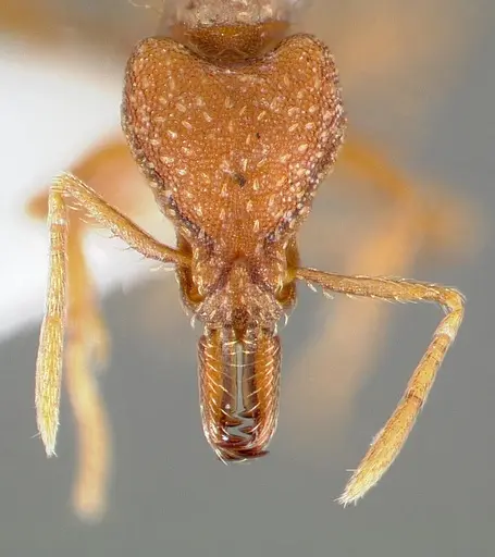 Strumigenys deverra - CASENT0005514