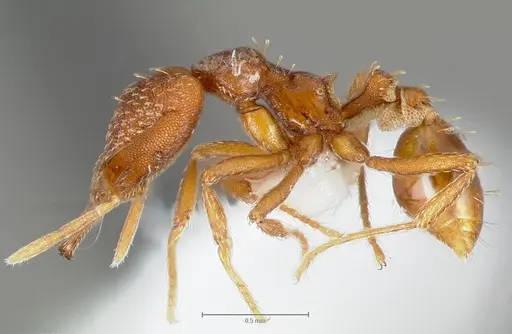 Strumigenys deverra - CASENT0005514