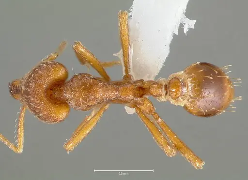 Strumigenys deverra - CASENT0005515