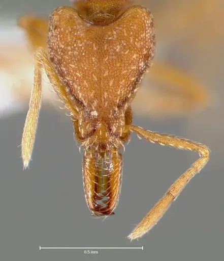 Strumigenys deverra - CASENT0005515