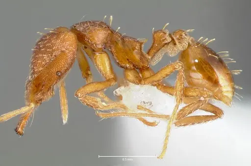 Strumigenys deverra - CASENT0005515