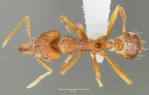 Strumigenys deverra - CASENT0005516