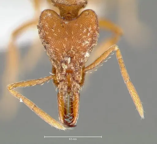 Strumigenys deverra - CASENT0005516