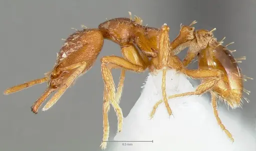 Strumigenys deverra - CASENT0005516