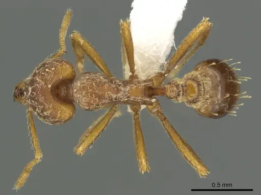 Strumigenys deverra - CASENT0900717