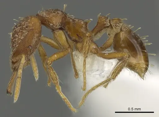 Strumigenys deverra - CASENT0900717