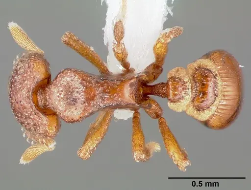 Strumigenys dexis specimen