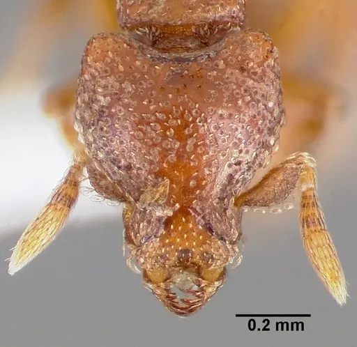 Strumigenys dexis specimen