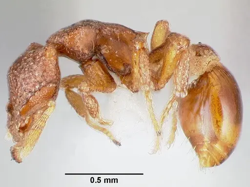 Strumigenys dexis specimen
