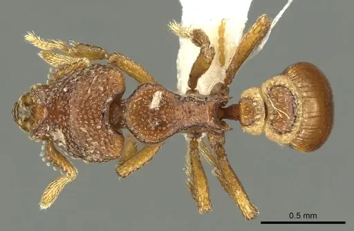 Strumigenys dexis - CASENT0900691