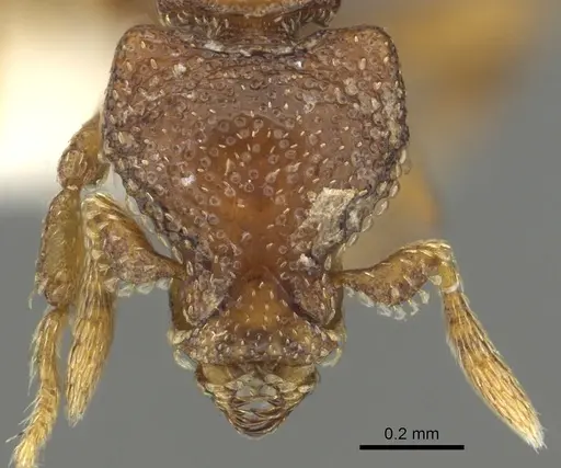 Strumigenys dexis - CASENT0900691