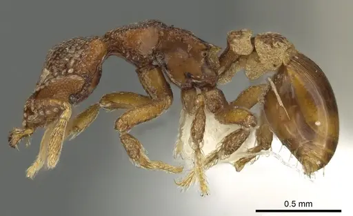 Strumigenys dexis - CASENT0900691